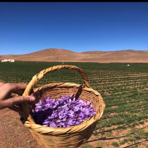  Safran Marocain Bio De Première Qualité. - épices aromates mon collègue et moi dirigeons une entreprise implantée au maroc,  nous sommes a la recherche de clients souhaitant acheter du safran de première qualité bio aux normes européennes. notre safran est produit à taliouine,  petite ville se situant au cœur de