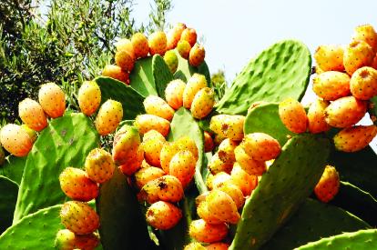  Organic Prickly Pear Seed Oil In Bulk - olis as a producer or pure organic cold pressed oils,  we propose organic prickly pear seed oil certified ecocert & usda in bulk. we have a batch of 100 liters that we're willing to sell at 24000, 00  (240 /l).--analysis of the batch and organic certificates (ecocert & usda) will be provided.--this offer i