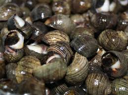  Perrywinkles - crustacean shell i have mussels and perrywinkles oysters clams  for sale from ireland ,  mussels are rope grower . winkles are hand picked in ireland , south west