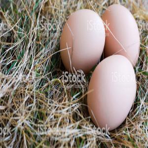  Oeufs Biologiques 100% - viandes et oeufs bonjour --je vends  des œufs biologiques 100% et frais à bon prix - œufs biologiques  de poules élevés dans une ferme .nourries au blé, herbe, maïs, bran .