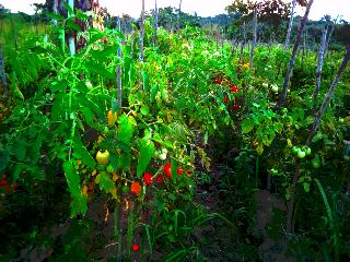  Tomates En Vente - fruits et légumes nous debutons la r&eacute;colte d'un hectare de champs de tomates. nous recherchons des entreprises ou des particuliers int&eacute;ress&eacute;s &agrave; acheter notre production.