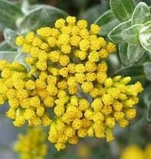  Huile D'immortelle Helichrysum Subsp. Italicum - huiles je propose l'huile essentielle de l'immortelle et je précise bien  de la sous espèce helichrysum italicum subsp. italicum .--voici la composition- alpha pinéne 2, 6 - acétate de néryle 42, 8 - gamma curcumène 7, 5 - italidiones 10, 6--je suis en possession de 10