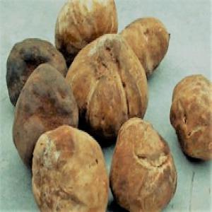  Brown White Truffle -  yeast fungus algerian entreprise looking for customers ( truffles and muchrooms buyers ),  from all over the word. 