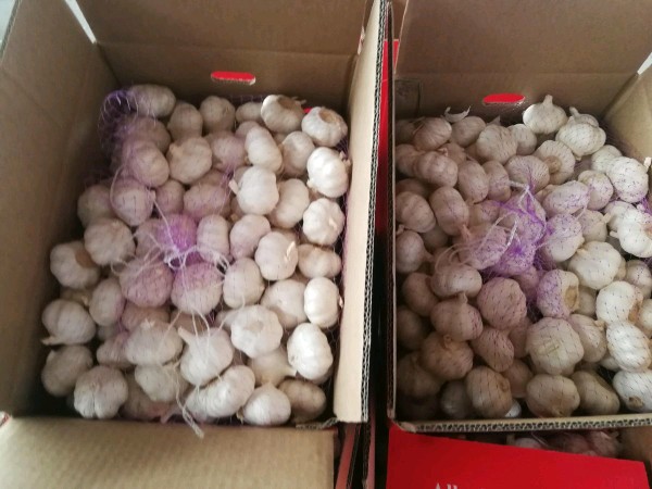  Ails Origine Espagnole - fruits et légumes bonjour,  je cherche des clients sérieux sur le maroc pour l'achat de ails espagnole ( variété violeta) de très bon qualité, emballer dans de carton de 10 kg je reste à l'attente de--vos suggestions et recommandations et vos propositions --cordialement 