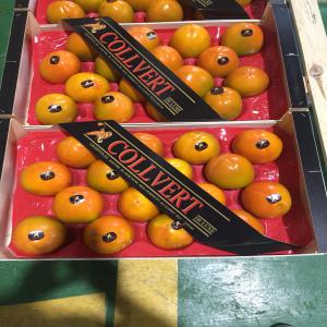  Caqui Persimon - fruits et légumes bonjour,  je cherche des clients grossiste ou distributeurs pour l'achat de caqui de la variété persimon (rouge brillant ) variété --20/22 origine de espagne région valencia et castellon --pour plus de échanges et détails contacter moi --cdt 