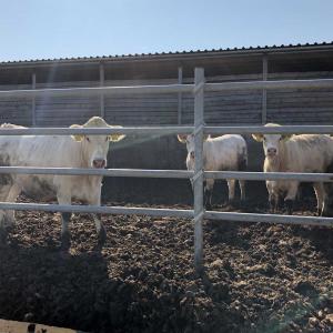 Bovins Vendre En Hongrie - animaux vivants nous vendons bovins--cher monsieur ou madame, --nous sommes une soci&eacute;t&eacute; hongrois et vendons des limousin ,  charolais,  angus et hereford pour l'engraissement. --des veaux d´engraissment sont uniquement &agrave; partir du poids de 250 kg &agrave; livrer.--pour plus de d&eacute;tails,  nous