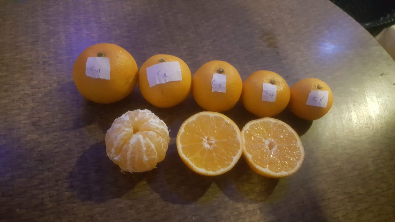  Orange Climentine Premier Qualité - fruits et légumes nous sommes une société marocaine spécialiste au productions et exportation des fruits et légumes vère l'europe et russie et toute le monde si vous etes intéressé de travailler avec nous en est a votre service cordialement 