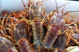  J'achète Des Langoustes Vivantes De Madagascar - coquillage crustacé bjr,  je cherche a acheter des langoustes vivantes de madagascar. quantité 300kg/semaine. je m'occupe du conditionnement et de l'expédition à la réunion.je suis actuellement a madagascar n'hesitez pas a me contacter. merci de me faire vos propositions de prix.