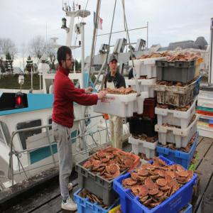  Coquilles Saint Jacques Entiére Fraiche - coquillage crustacé notre société met en œuvre l’exportation de coquilles saint jacques entières fraîches--qui pourrait répondre à un besoin chez vos clients.