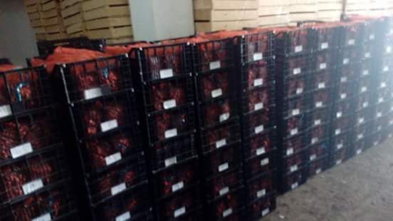  Snails For Reproduction - live animals best quality aspersa muller and aspersa maxima for reproduction. we export worldwide. contact me for more details