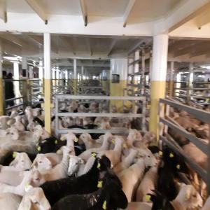  Agneaux Et Veaux De Portugal - animaux vivants nous sommes une societé portuguese de producion --et exportacion de agneaux et veaux.--nous avons des agneaux de 35 à 55 kg,  merinos,  il-de-france,  sufolk et romane.--les veaux sony de 230 à 350 kg,  charolais et limousine.--nous avons licence d exportacion pour lybie,  l arabie s