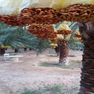  Dattes - fruits et légumes nous sommes exportateurs de dattes et d&eacute;riv&eacute;s de dattes,  r&eacute;colte octobre 2018,  nous assurons a nos clients un bon rapport qualit&eacute; prix ainsi que pleins d'autres avantages ( livraison a domicile,  conditionnement personnalis&eacute;....)--contactez nous,  nous sommes a votre