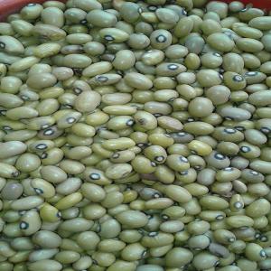  Graines De Haricots Jaunes Secs - fruits et légumes nous recherchons des clients partenaires en afrique de l'ouest,  asie, europe et amerique avec qui on peut coop&eacute;rer pour nous r&eacute;presenter &agrave; livrer en gros notre marque season nziza d'une tr&egrave;s bonne qualit&eacute; de graines de haricot jaunes secs bien emball&eacute;s avec t