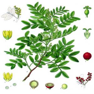  Recherche Huile De Lentisque En Tunisie - huiles j'achète huile de lentisque tunisienne bio en vrac au meilleur prix.  provenance souhaitée nord-ouest (gouvernorats du kef,  de béja et de jendouba)--livraison france. (prix fob ou cif)