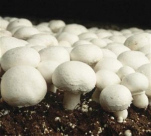  Champignons De Paris - champignon levure bonjour , champignons de ^paris cultivés en algerie sur les normes,   ya quantité  emballées pour les revendeurs 