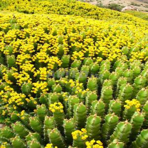  Miel D’euphorbe - produits sucrés bonsoir! nous somme une société import export basée au maroc,  nous avons miel d’euphorbe à des conditions et prix compétitifs,  nous sommes à la recherche des clients sérieux partout dans le monde pour une collaboration sérieuse et fiable &agrav
