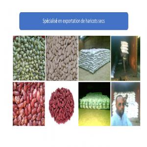  Client/ Représentant Grossiste De Haricots Secs - fruits et légumes nous recherchons des clients représentants en afrique de l'ouest, nord,  en asie , europe et amerique avec qui on peut coopérer pour la livraison en gros de nos graines de haricot rouges,  blancs et jaunes secs bien emballés et protegés de sacs hermetiques avec tous les docum