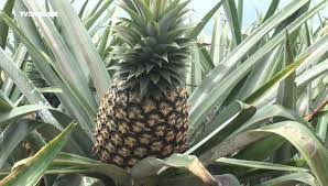  Grossiste Ananas Du Bénin - fruits et légumes l'ananas du bénin est l'un des plus bon au monde avec aucune limite de quantité. nous disposons des tonnes d'ananas et nous sommes ouvert à toute négociation. 