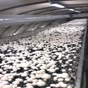  Champignon De Paris - fruits et légumes producteur de champignon de paris à la recherche de nouveau fournisseur ! nos prix ne sont pas définitifs nous pouvons en discuter. nous assurons la livraison 