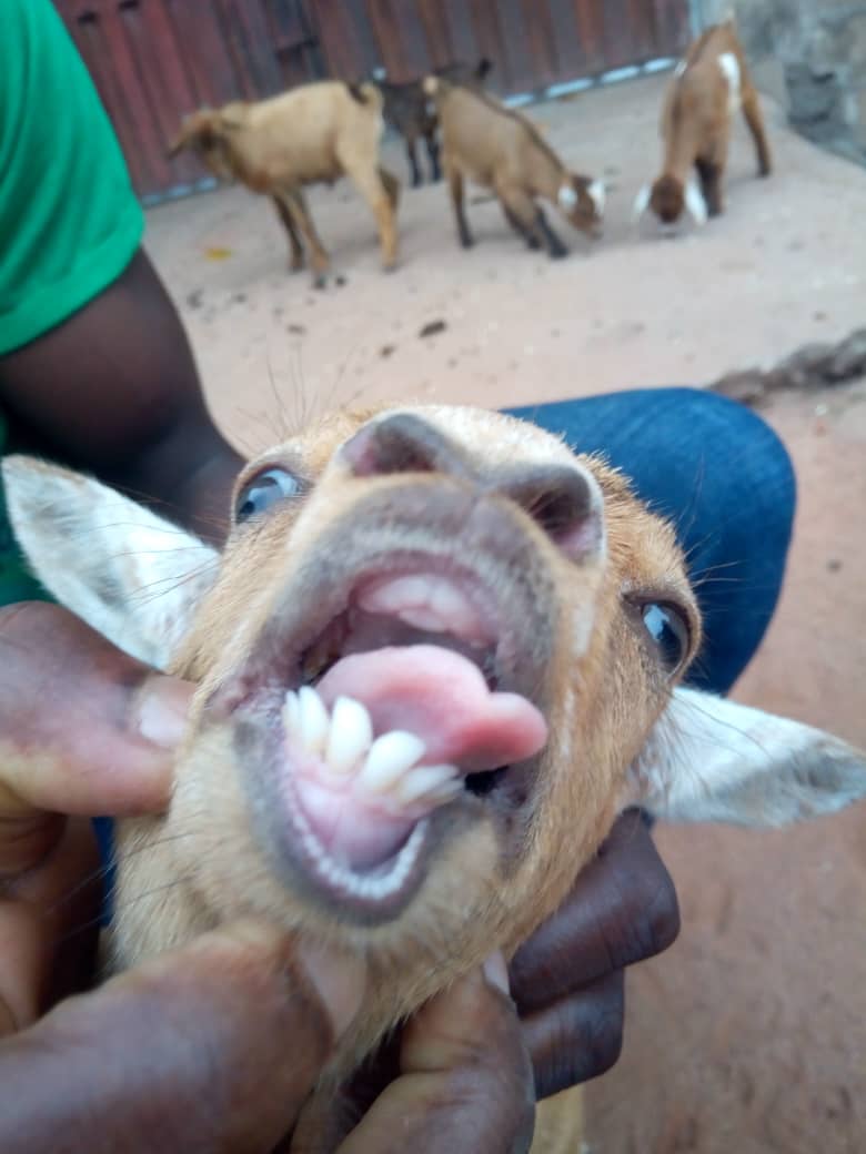  Concentré De Bonne Qualité Pour L'engraissement - aliments pour animaux je suis licencié en production animale et jai debuté l'élevages des ruminants (bovins, caprins, ovins) et je pense travailler plus sur l'engraissement pour la boucherie ainsi donc j'ai besoin d'en plus du fourrage que j'en possède de grande quantité,  de concentr&eacu
