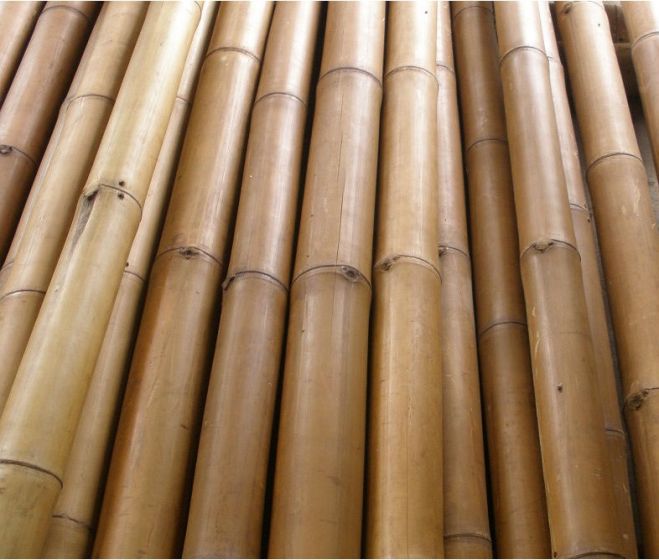 Bambou De Chine Cote D Ivoire Recherche De Client Espaceagro