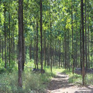  Vente De Bois Teck - bois charbon fibre je dispose de 13 hectares de bois de teck. donc je recherche des éventuels acheteurs. la plantation a une durée de 10 ans--
