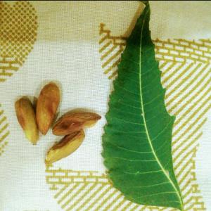  Neem, Moringa, Papaye - fruits secs et graines grillées nous sommes une société cooperative au cameroun,  nous avon un foret de l'arbre du neem bio organique de superficie de 120 hectares. --nous recherchons des clients qui veulent les grains du neem sans coq pret à extraire l'huile. les feuilles seches en poudre. et aussi l'huile de 