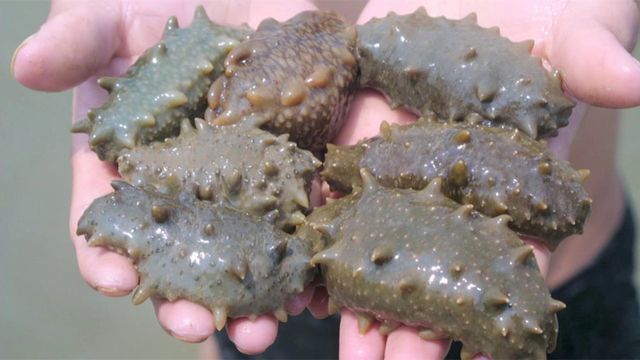  Concombre De Mer Tunisien Séché - coquillage crustacé je cherche du concombre de mer séché au soleil en tunisie de préférence dans des boites.  j'envisage acheter,  comme essai,  des lots de 10 boites par transaction,  à un prix raisonnable,  dans le but de revendre dans mon espace para & bio en tunisie.--