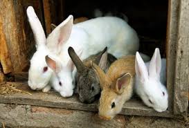  Investissement Dans La L’élevage - Investissement capitaux je recherche des partenaire qui peuvent investirent dans l’élevage pour la  production --- lapin---poulet pondeuse---cochon---etc--contacter moi pour un rdv--
