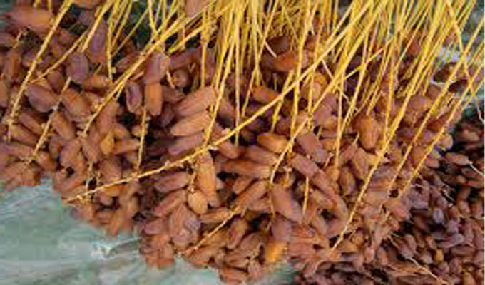  Dattes Deglet Nour - fruits and vegetables thanks to dates's aromatic and intense honey and caramel taste ,  its important nutritional values,  and it therapeutic effects--we propose to market our products,  especially good quality dates grown in virgin places. therefore we're  supplying  important quantities of dates preserved and packed in th