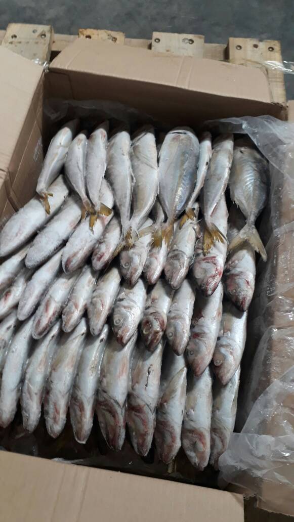  Poissons - poissons besoin d'un bon fournisseur de poissons congele <chinchard>avec un bon prix , et a long terme besoin de prix fob nouadhibou port et amballage  30kilo par cartons.merci 