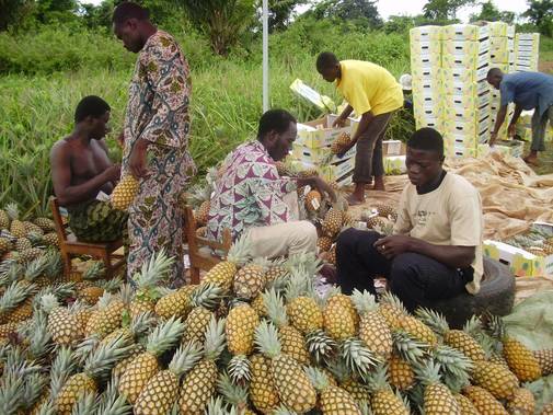  Recherche Acheteur Ananas - fruits secs et graines grillées bonsoir --dans mon village les producteur ananas sont beaucoup et je recherche des acheteur ananas qui peuvent venir acheter ananas bord champs contacter nous pour plus infos