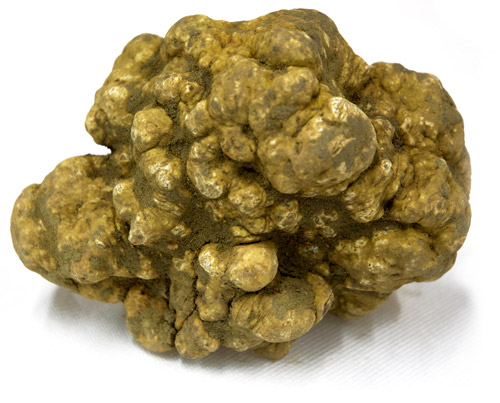  Truffe Blanche Italienne Fraîche - champignon levure bonjour,  nous sommes une société italienne spécialisée dans la distribution de truffe blanche (tuber magnatum pico),  seul produit italien,  pour toute information veuillez nous contacter. cordialement,  francesco.