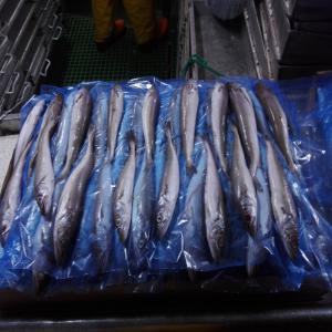  Merlan - poissons --bonjour ,  nous avons des disponibilités de- merlan hubbsi  entier,  merlan hgt ,  encornet  et thon  