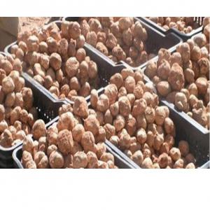  Les Truffes Tunisiennes De Bonne Qualité. - autres on vous propose les truffes ou appelées  terfès ; production tunisienne,  ces champignons sont reconnus ces derniers jours par  l’or de la dhehiba   grâce à leurs qualités,  leurs vertus médicinales,  leurs variétés (couleurs différentes,  no