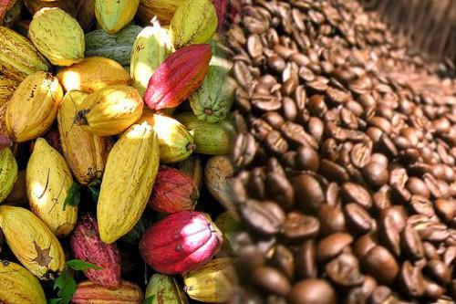  Recherche De Partenaires - café cacao thé nous sommes une coopérative agricole située dans la region du guemon ,  nous sommes a la recherche d un partenaire pour la commercialisation de notre produit (café cacao et la noix de cajou .--pour toute information complémentaire veuillez nous contacter