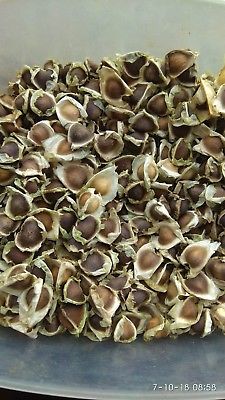  Grain De Moringa - semence graine plant je cherche un client s&eacute;rieux pour lui vendre les grains de moringa en grande quantit&eacute; en provenance d'afrique le tchad. je dispose en ma possession actuelle 2 kilos pour pr&eacute;senter au potentiel client la qualit&eacute; de mes produits. je fais la livraison dans un delai tr&egrave