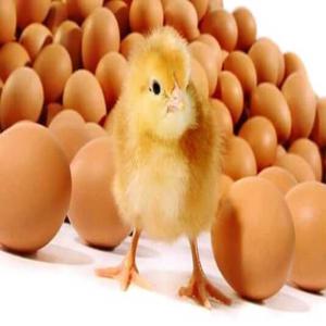  Alimentaion Animal(concentrés,prémix,etc) - aliments pour animaux recherche de toute urgence des fournisseurs dans le domaine avicole et autre en concentré chair et ponte,  en oligo elements,  et autre