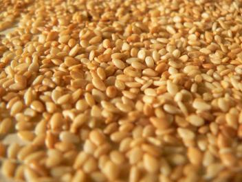  Fournisseur Du Céréale Et Oléagineux - céréales je cherche un partenaire ou acheteur du sesame au burkina faso.j'actuellement 30tonnes disponible pour etre livré.