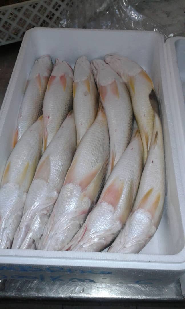  Poisson Frais Et Congelé - poissons je vend des produits halieutiques (frais et congelés de beaucoup d'espèces. nous attendons votre commande pour vous satisfaire.