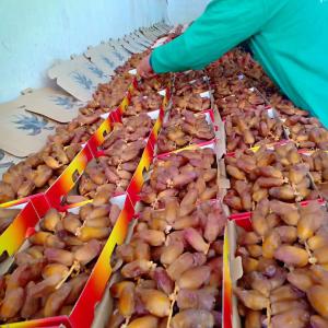  Dattes Tolga Biskra - fruits et légumes bonjour --nous avons des dates algériennes d'exception de la région de tolga biskra.--plusieurs packaging disponible - --500g / 01kg / 02 kg / 03 kg / 05kg--nous avons 2 types de date - moyen et haut de gamme.--merci 