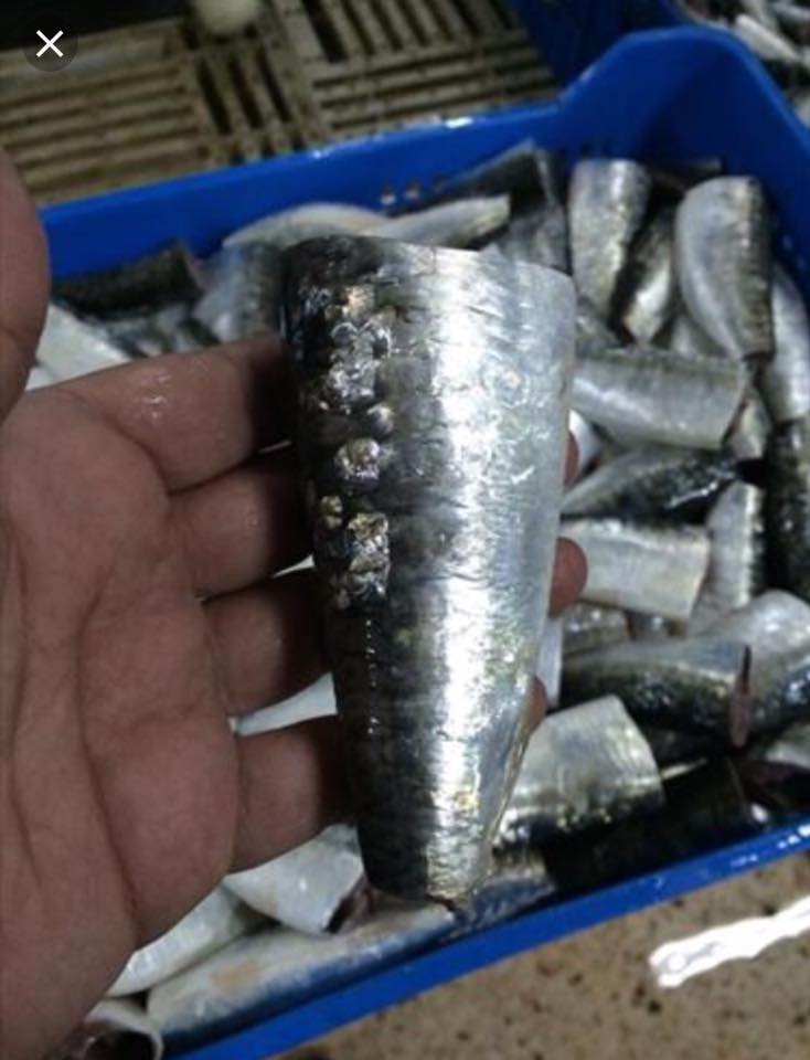 Vente De Sardine Hgt Animal Maroc Producteur Recherche De Client Espaceagro