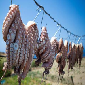  Poulpe Sèche Des Iles De Kerkennah Bio 100% - poissons j'ai un produit de fruits de mer secs le poulpe tunisien,  et je cherche un fournisseur ou une entreprise spécialisée en fruits de mer pour s'engager en partenariat d'affaire