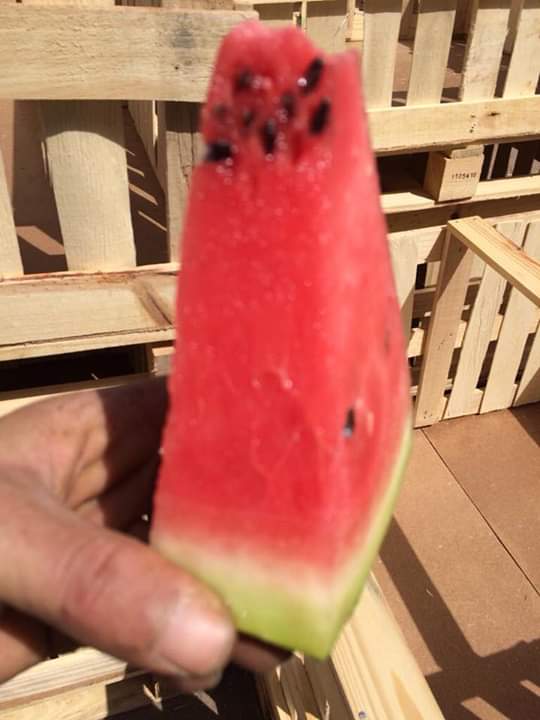 Pasteque de zagoura  - fruits et légumes à tous les importateurs en europe intéressés à acheter le pastèque du zagoura a des prix spécifiques et appropriés notre société déclare qu’elle est prete à fournir toutes les quantités et pour ceux qui le souhaitent