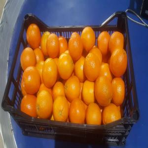  Oranges Jus Cal 7/8 Franco Perpignan - fruits et légumes difrusol.com--oranges jus calibre 7 et 8 à 0, 47€kg franco perpignan.--nous avons des oranges feuilles/table,  citrons feuilles/plateau,  clémentines,  légumes ratatouille,  laitues