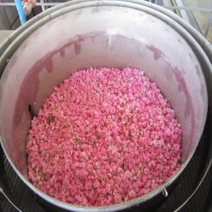  Organic Dry Herbs, Oils, Hydrosols, Bio Cosmetics - other organic medical dry tea herbs  - more from 200 type / tons per type /,  essential oil - more from 30 type / tons per type /,  cold press oils - / by tons /,  hydrosols - / by tons /,  bio cosmetics. --example of products- rose oil,  lavender oil,  chamomile german oil,  chamomile roman oil,  lemon balm oil, 