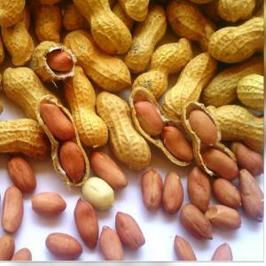  Cherche Des Potentiele Clien 40000/t D'arachid - fruits secs et graines grillées nous somme a la recherche de potentiels client partout dans le monde qui voudrais,  acheté nos produit. nous cultivons 40000t d'arachide  contacté moi pour + de détaille et d'information  merci