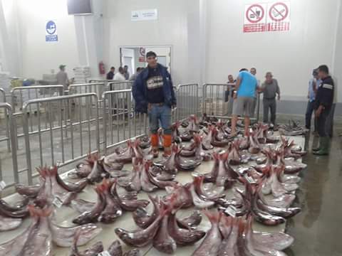 Vente de poisson sahara maroc - poissons je suis un fournisseur de poisdon dakhla maroc. je cherche des clients a l etrange et au sein du maroc pour vendre ma marchandise. quelq soit la commande demane . vente de differents genre de poisson frais et congele.pour tout info n hesiter pas de me contacter .