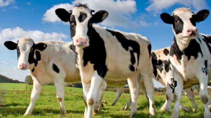  Vaches Laitières, Chèvres Laitières, Brebis Laiti - live animals nous pouvons fournir n'importe quelle quantité demandée. nous avons des vaches laitières,  des taureaux et--veaux. nous avons les espèces suivantes de vaches laitières à vendre.--génisses enceintes, --veaux--vache ayrshire--vache suisse brune--vache de 