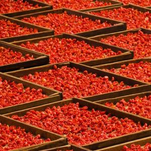  Recherchons Ligne De Production De Tomate Séchée - matériels machines nous cherchons une ligne de production de tomates séchées,  comprenant les équipements suivants---1- laveuse à tomate ( réception )--2- trieuse de tomate --3- découpeuse de tomates --4- séchoirs pour fruits et légumes --5- machine d'emballage so